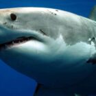 Shark Week a 35 ans, "Lioness" de Taylor Sheridan, "Dead