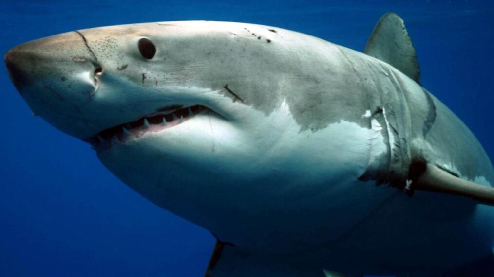 Semaine du requin : une programmation captivante !