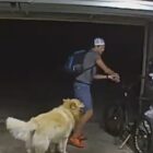 San Diego Bike Thief Briefly Distracted By Friendly Family Dog