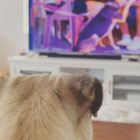 Netflix for dogs: Get a lifetimes subscription to DOGTV for $149.99