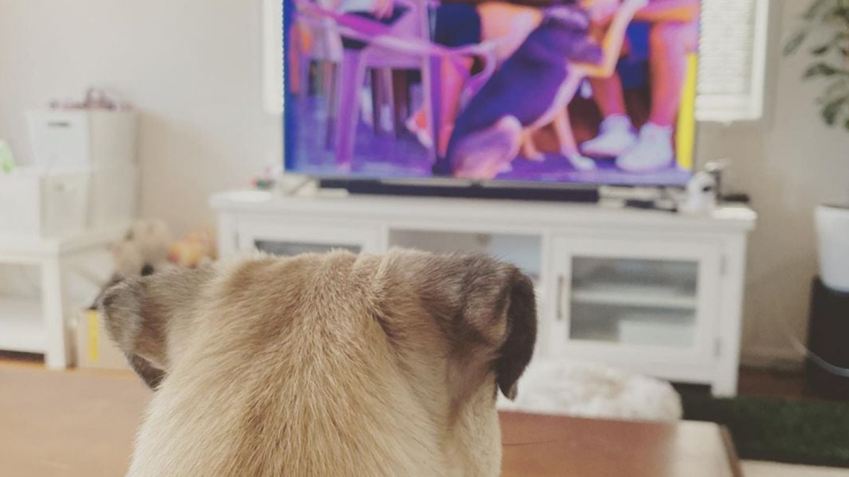 Offre spéciale : Abonnement à vie DOGTV sur Netflix pour chiens à 149,99 €