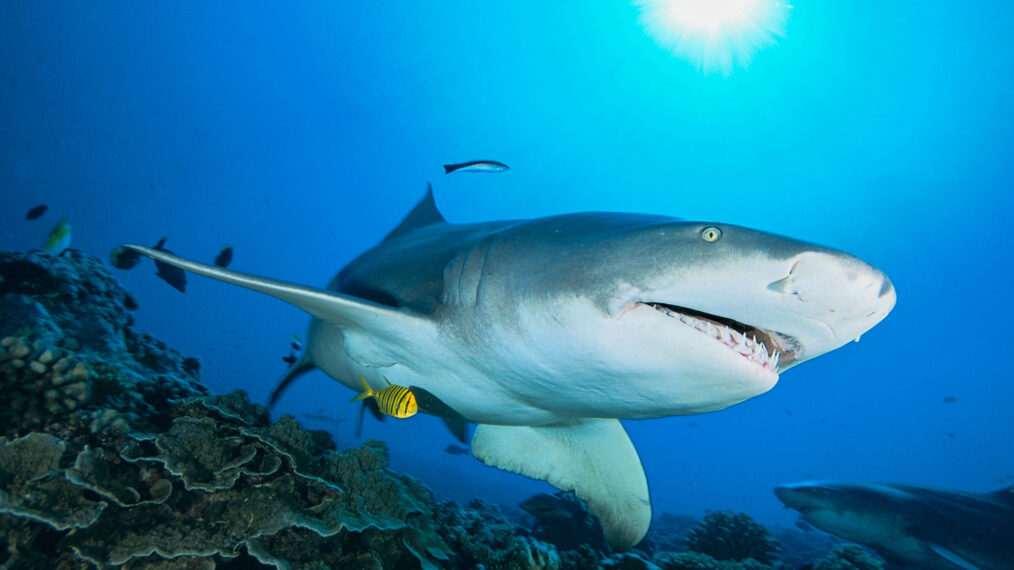 Profitez de SharkFest 2023 avec ces 5 titres sur Disney+
