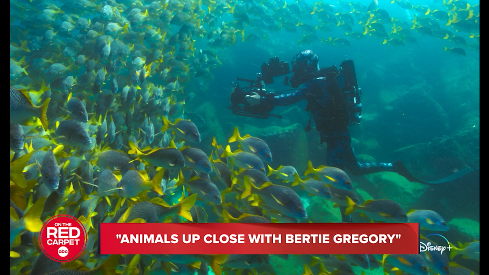 Rencontre époustouflante avec les animaux sauvages et l’aventure avec Bertie Gregory de National Geographic