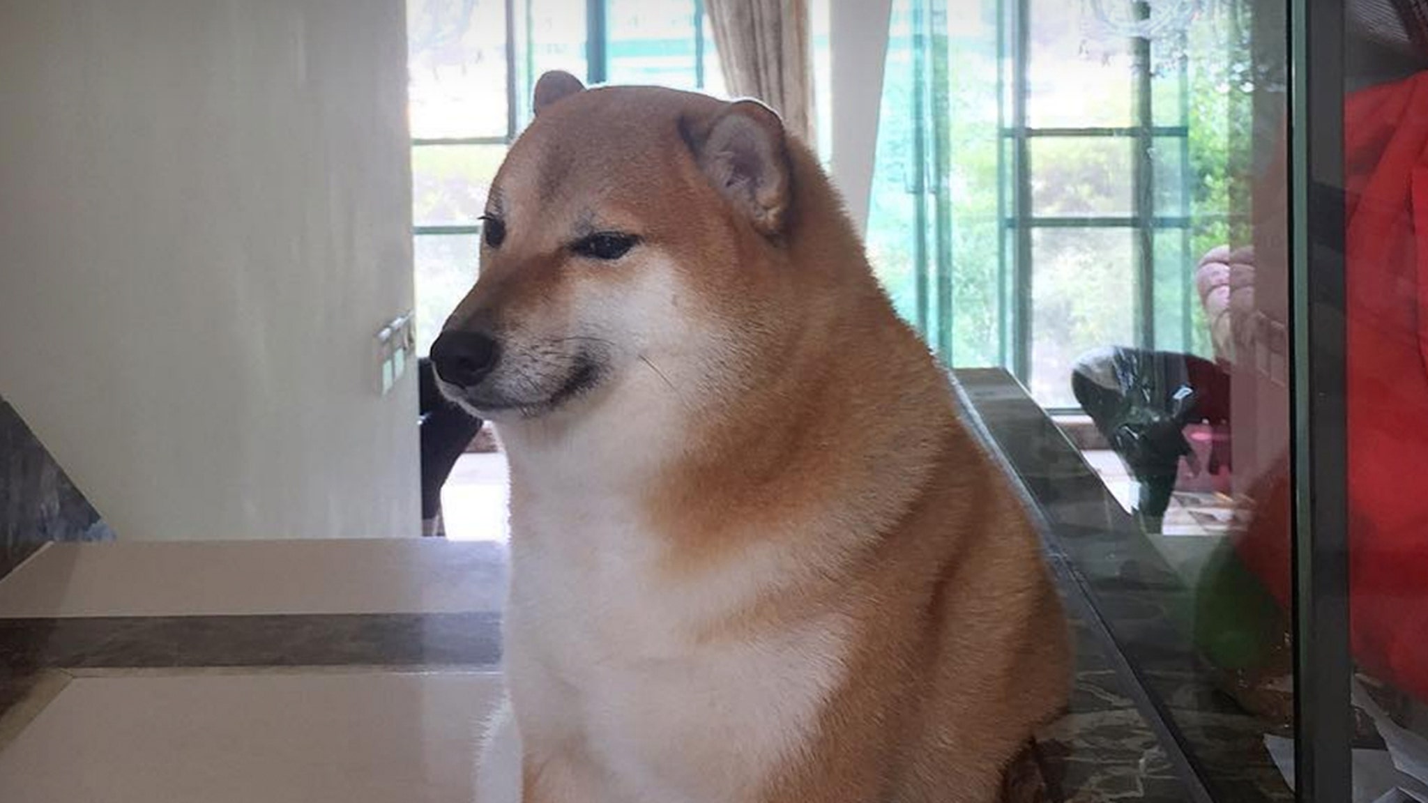 Triste nouvelle : Cheems, le célèbre chien-mème, décédé à 12 ans après sa lutte contre le cancer.