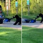 Un ours vole le sac d'un golfeur dans une scène