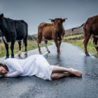 Mysterious corpse lying on an English country road surrounded by three curious cows in a scene from gothic thriller The Woman in the Wall starring Ruth Wilson.