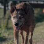 A dangerous looking wolf in Pet Sematary: Bloodlines