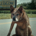 Trailer for Paramount Plus’ Pet Sematary prequel