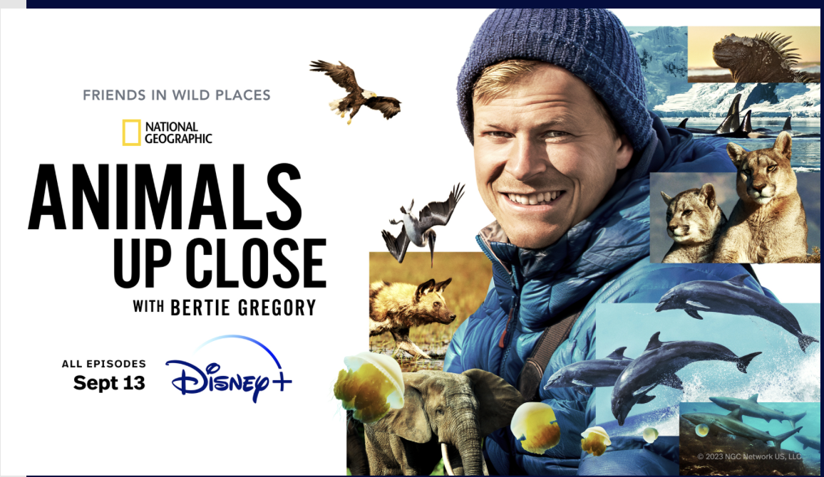 Bertie Gregory sur Disney+ avec ‘Animaux de près’ | Actualités, Sports, Emplois