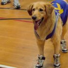 Air Bud Movie Collection Heading to Disney+ in October