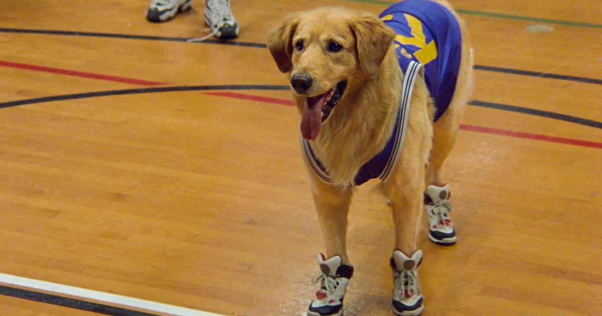 Collection de films Air Bud arrive sur Disney+ en octobre