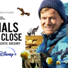 National Geographic Captures Humpback Whales Disrupting Orca Hunt In Upcoming Disney+ Nature Documentary