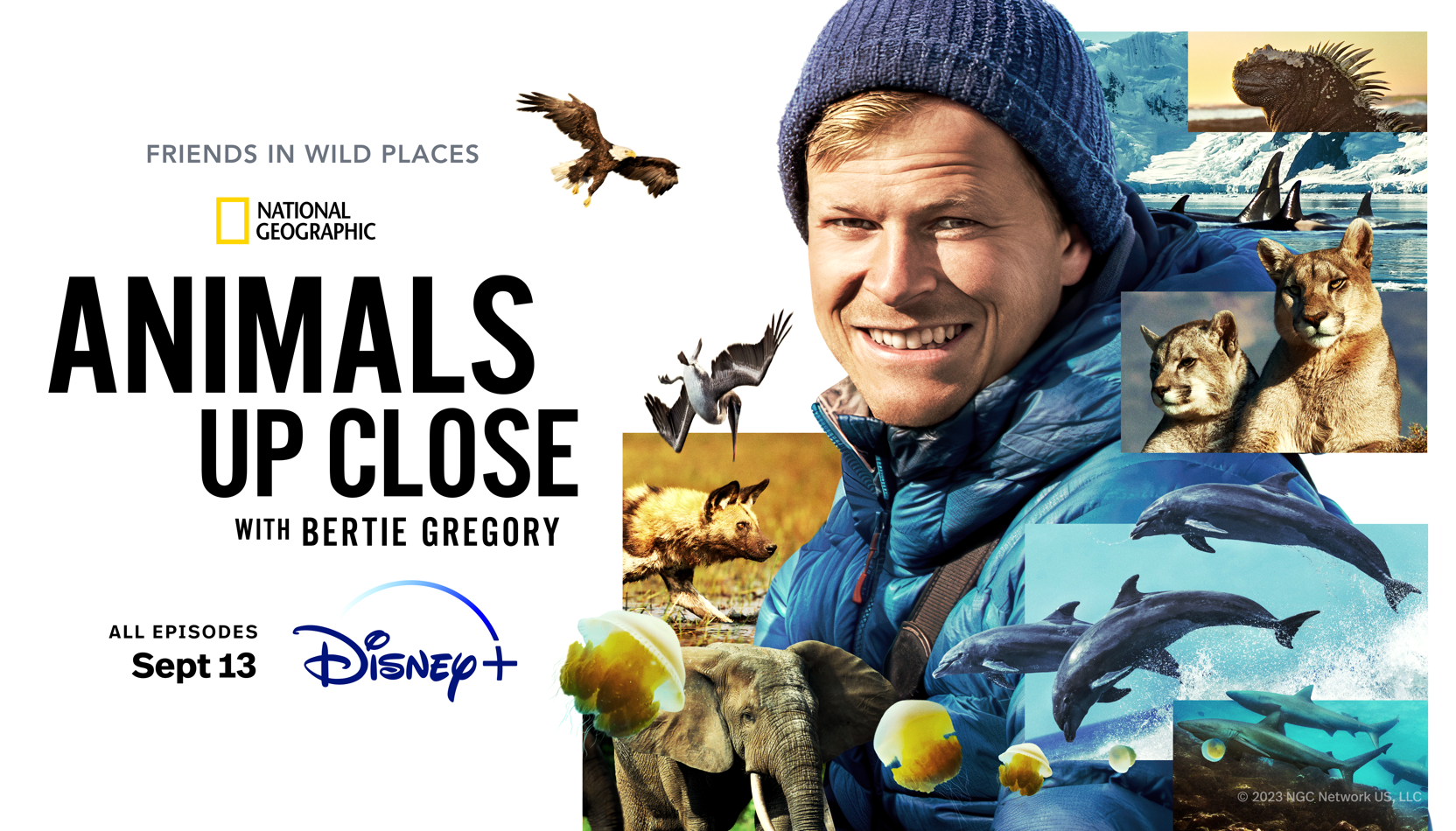 Documentaire Disney+ : des baleines à bosse perturbent une chasse d’orques, captées par National Geographic