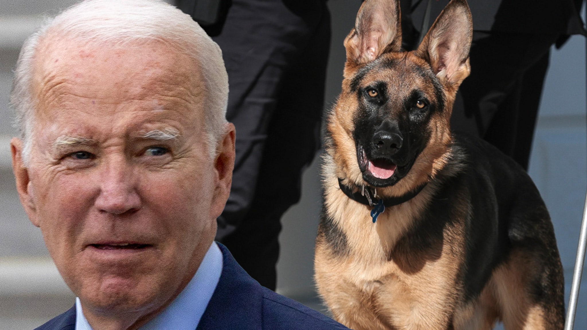 Morsure d’un agent du Secret Service par le berger allemand de Biden, Commander