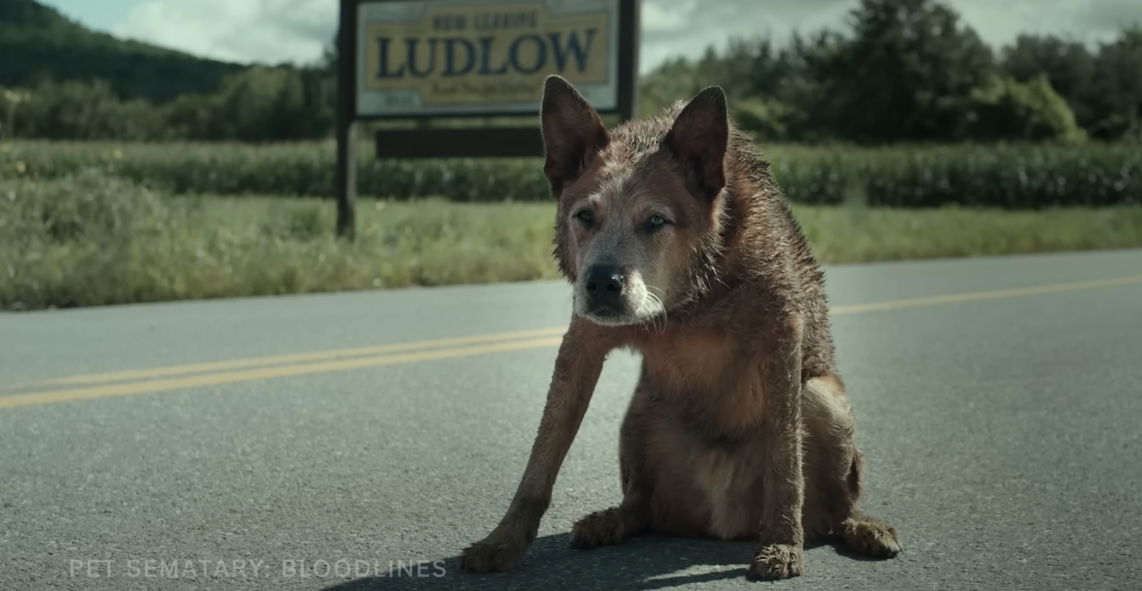 Préquel de “Simetière” : Caresse et tendresse pour ce chien adorable