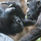Netflix Is Live-Streaming Baby Gorillas, So Stop Doomscrolling & Enjoy