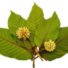 What is Kratom? Everything you need to know