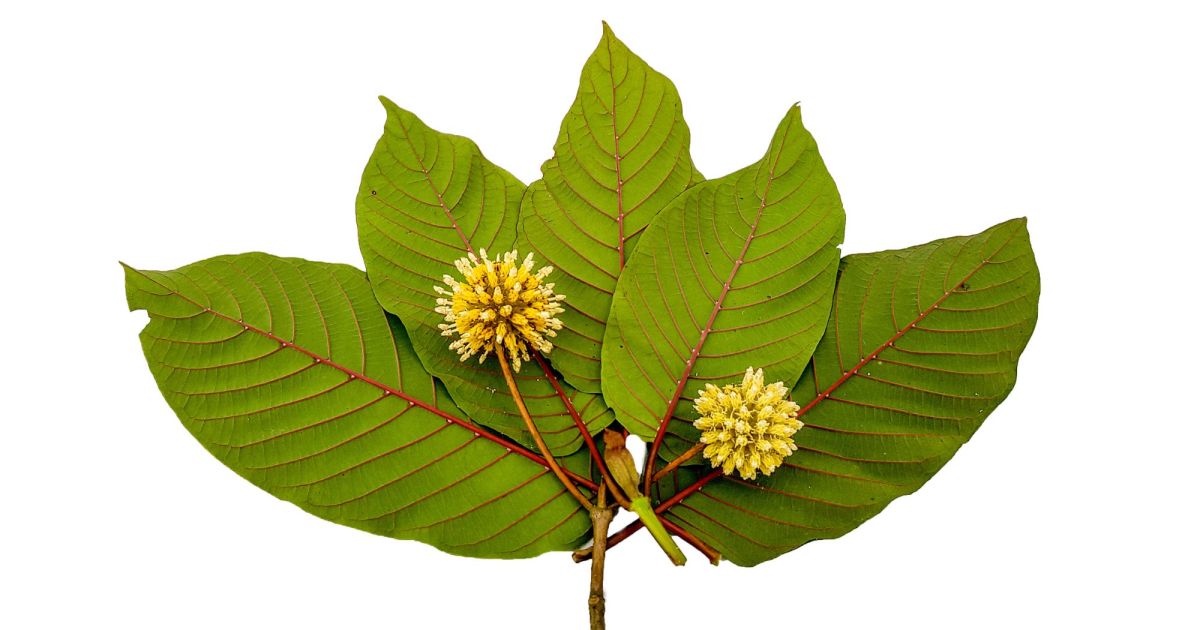 Tout savoir sur le Kratom : explications et informations