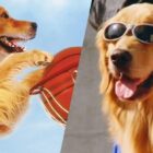 Air Bud Movie Collection Now Streaming on Disney+