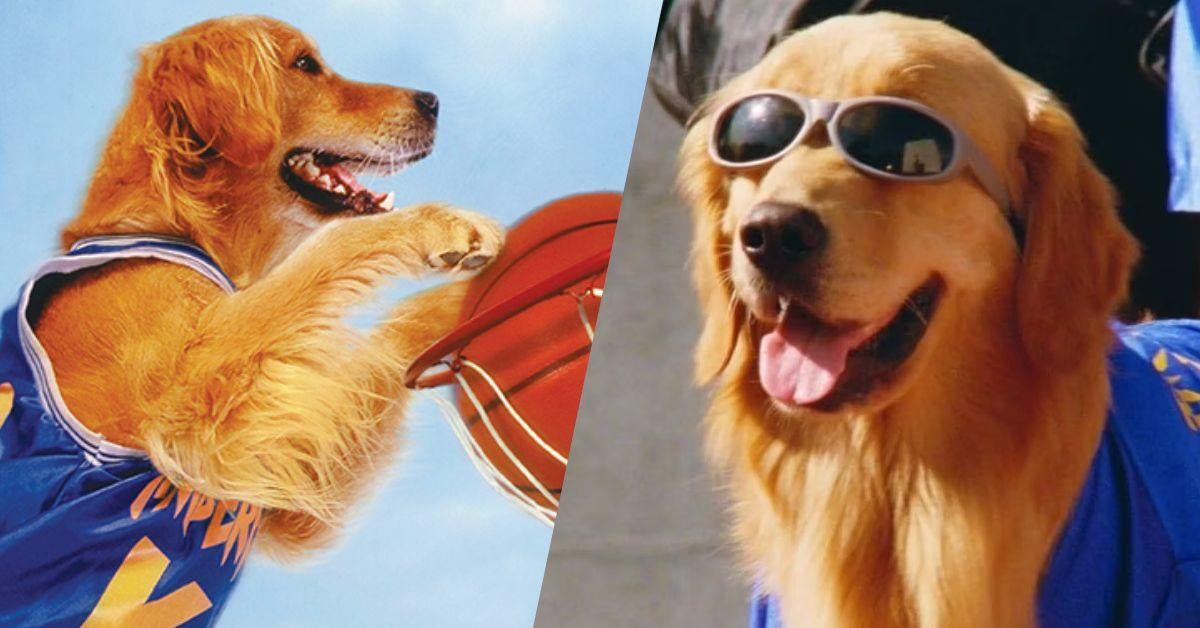 Air Bud : La collection de films en streaming sur Disney+