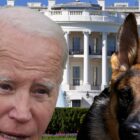 Biden's German Shepherd Commander Removed From White House Over Biting Issues