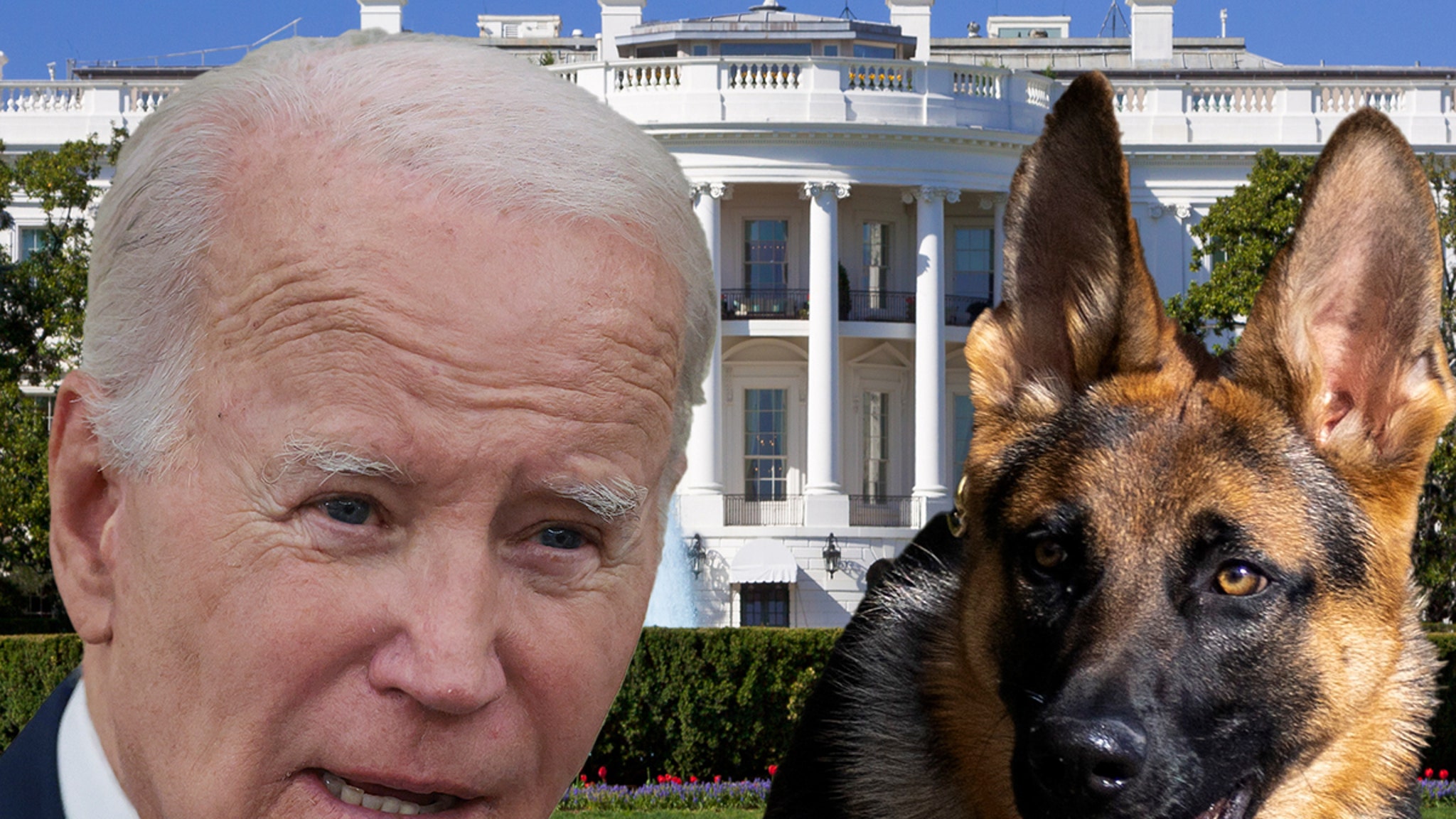 Commander, le berger allemand de Biden, écarté de la Maison Blanche suite à des problèmes de morsures