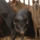 Killing Texas feral hogs with poison is effective, but time-consuming, study shows – Houston Public Media