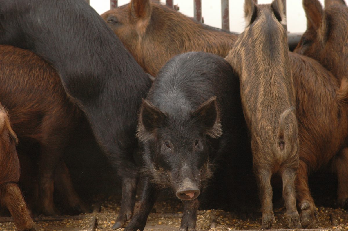 Élimination efficace des cochons sauvages du Texas par empoisonnement, mais étude révèle que cela prend du temps.