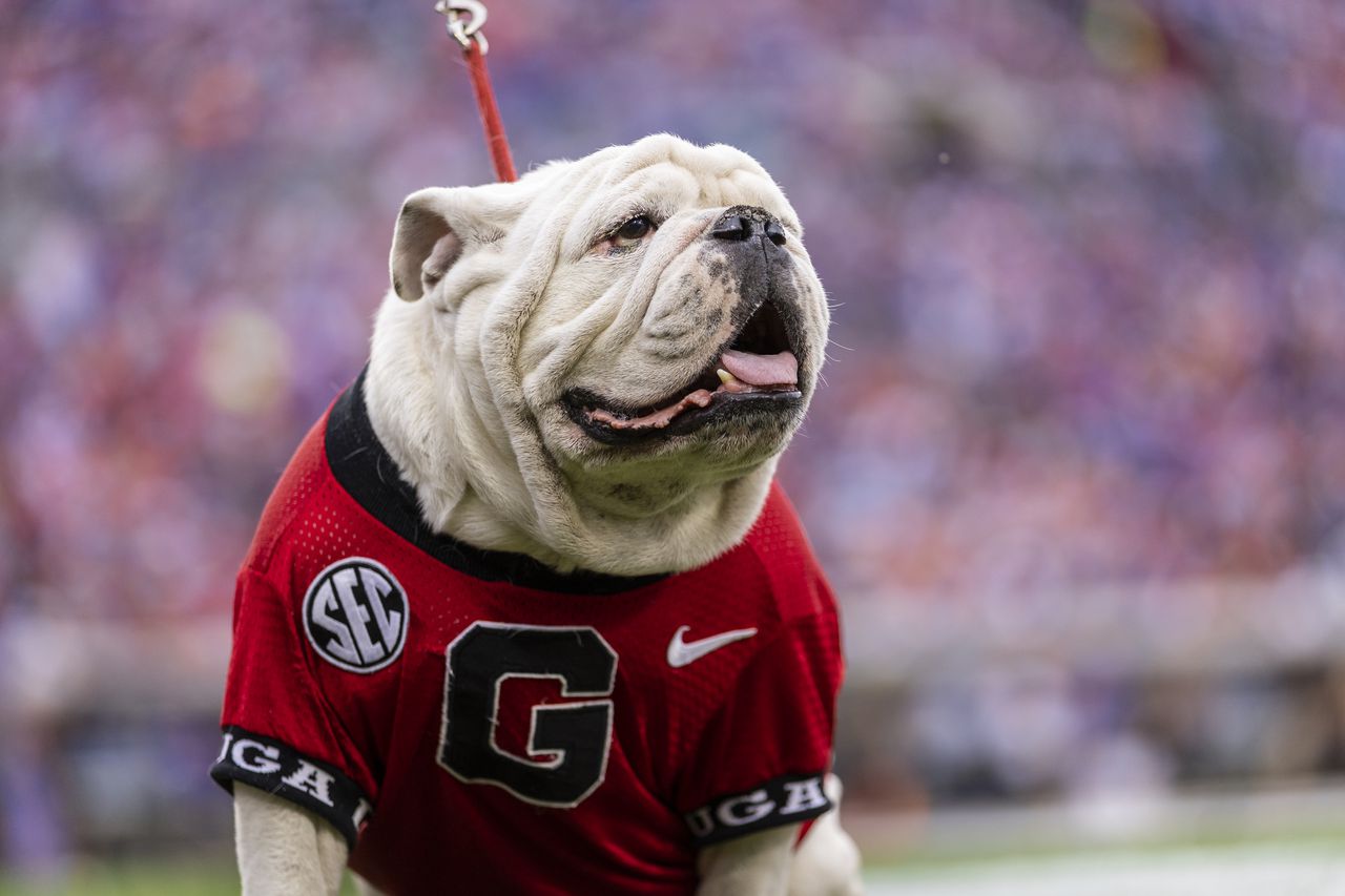 Football Georgia vs Vanderbilt : horaires, chaîne TV, streaming gratuit, cotes (10/14/23)