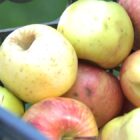 How fresh apple cider is made