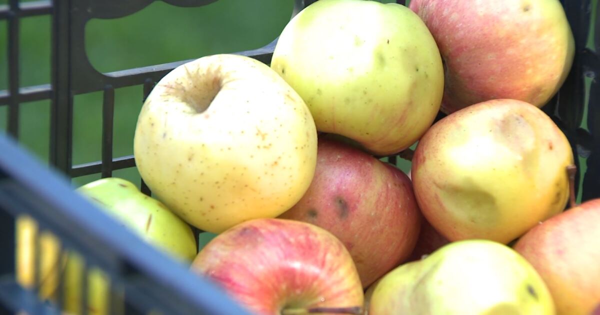 La fabrication du cidre de pomme frais