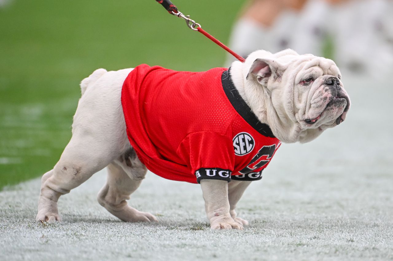Match de football Georgia Bulldogs contre Florida Gators : heure, chaîne TV, diffusion en direct gratuite, pronostics (28/10/23)