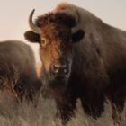 Ken Burns and the American Buffalo, ‘Daily Show’ Returns with Guest Hosts, Remastered ‘Snow White,’ Football vs. Baseball