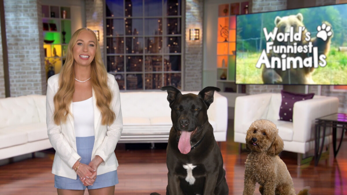 Animaux les plus drôles du monde sur The CW : annulé ou saison cinq ? – émissions télé annulées + renouvelées, audiences