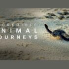 Jeremy Renner Hosts 'Incredible Animal Journeys' on NatGeo and Disney+