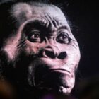 We see a digital image of Homo naledi