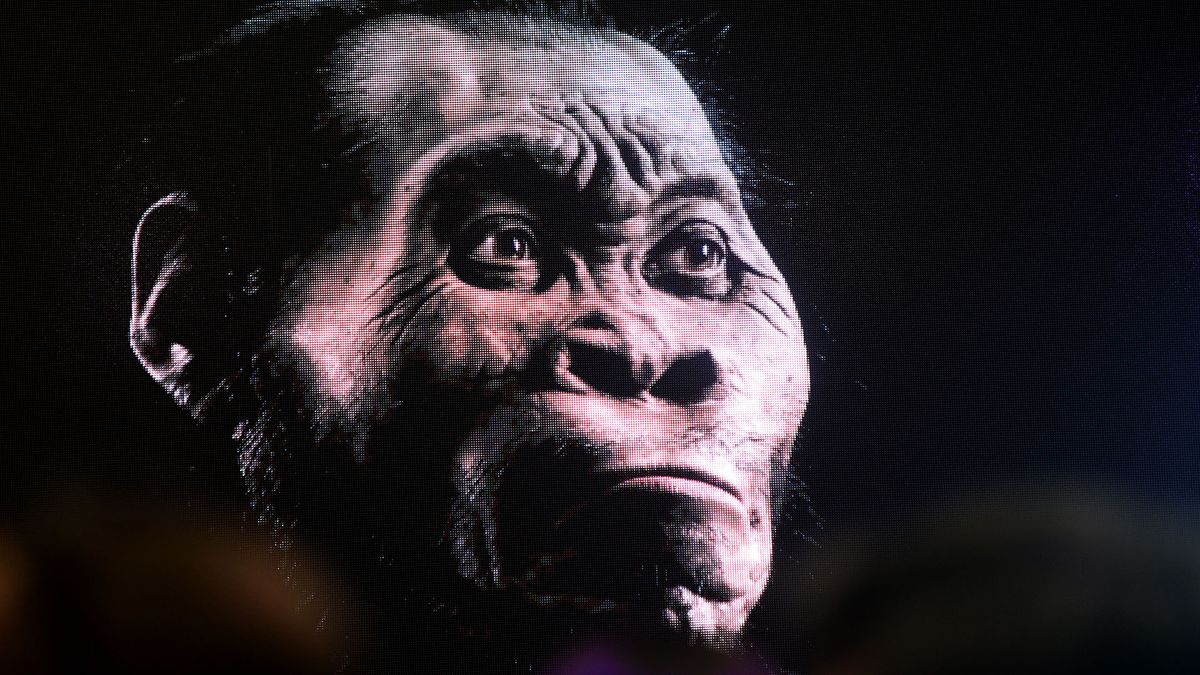 Les ancêtres humains n’auraient pas enterré leurs morts ni sculpté d’art, selon des chercheurs