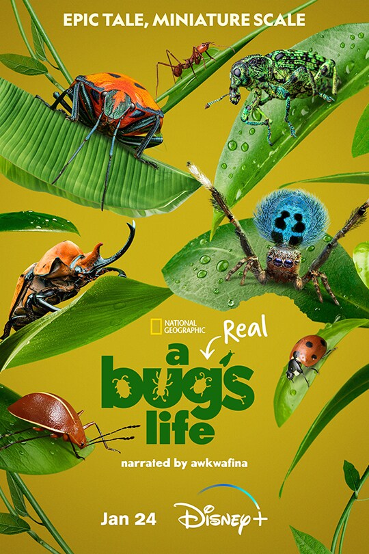 Une vie de vrais insectes sur Disney+