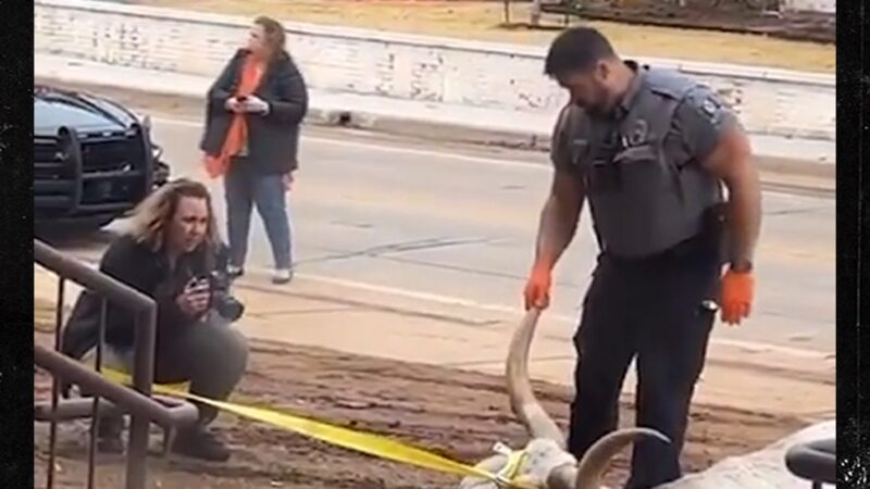 Quatre personnes inculpées après la découverte d’un longhorn mort près du campus de l’OSU