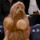 Instagram-Famous Dog Fetches Courtside Seat At Lakers Game, Dances His Tail Off!