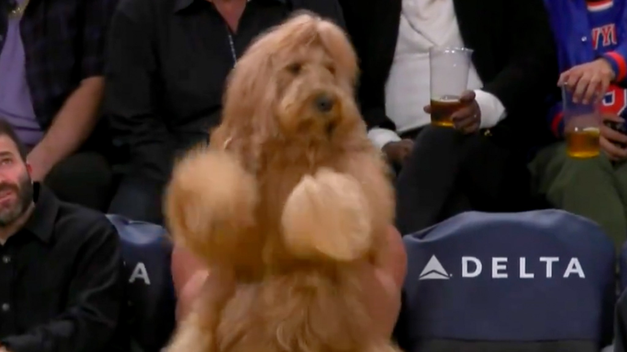 Le chien célèbre sur Instagram obtient une place de choix au Lakers Game et fait danser sa queue!
