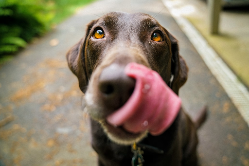 Les 10 meilleurs chiens de séries télé de tous les temps