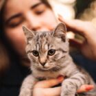 How do cats apologize to their owners?