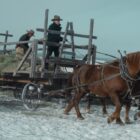 Haying the Cattle - 1923