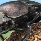 Bugging Out: A Global Adventure with 'A Real Bug's Life' | News