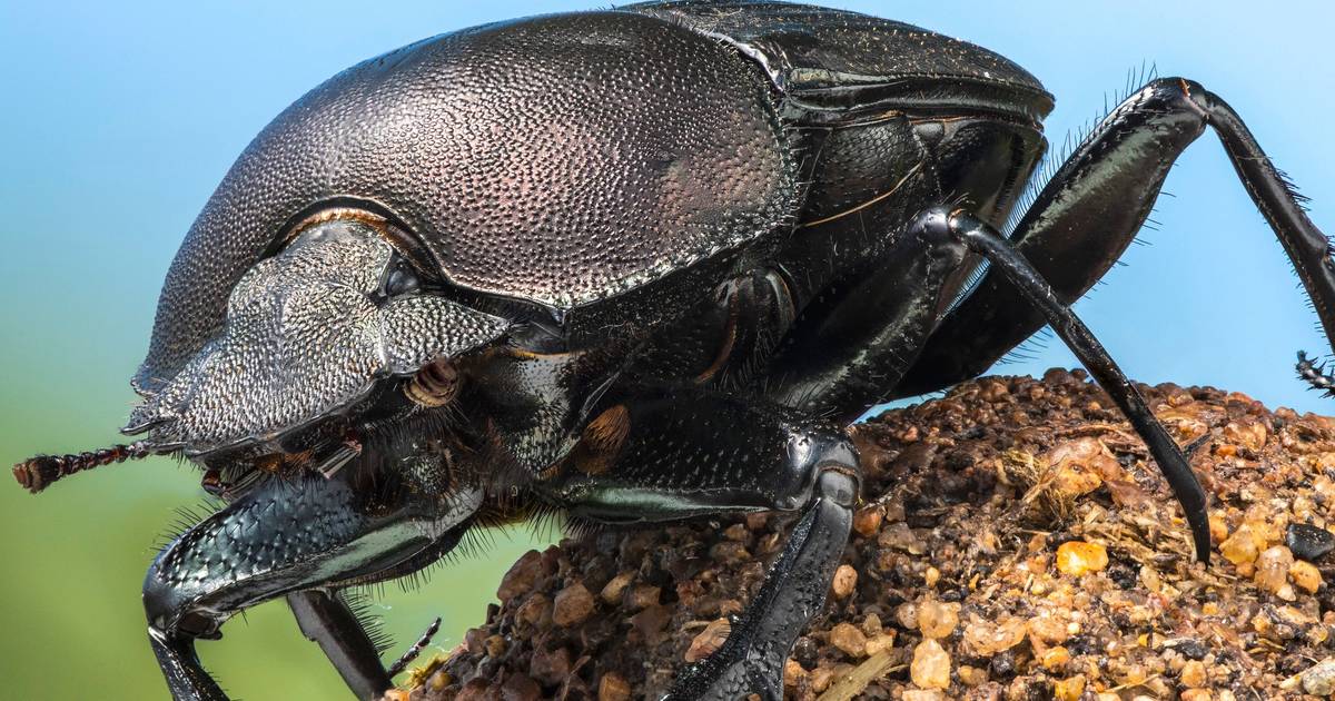 Aventure mondiale avec ‘La vie réelle d’un insecte’ | Actualités