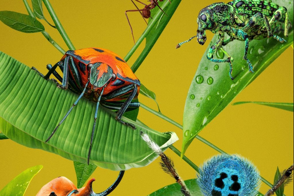 Disney+ : “Une vraie vie de insecte” narrée par Awkwafina dévoile un extrait – Deadline