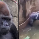 New Harambe documentary showing unreleased footage of the gorilla available to watch for free in UK