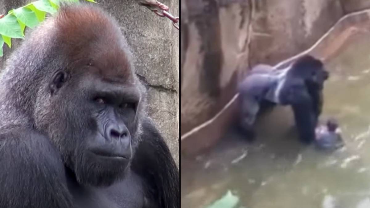 Documentaire inédit sur Harambe: Regardez-le gratuitement au Royaume-Uni