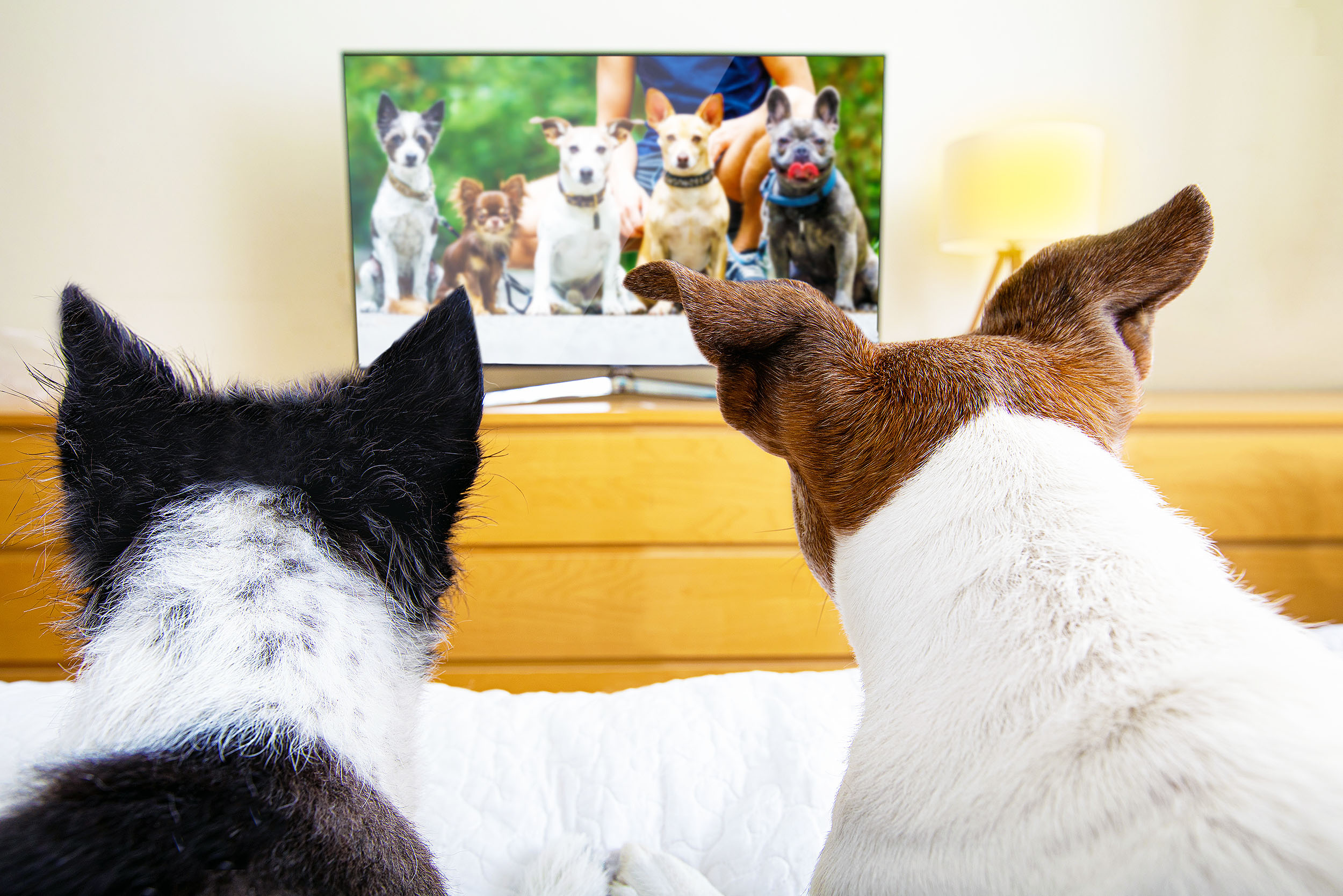 Étude mondiale révèle les émissions préférées des chiens à la télévision